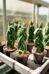 Twisted braided Sansevieria plants arranged neatly in black plastic pots on a greenhouse shelf. 
