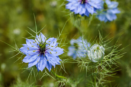 Close up of beautiful blue nigella flowers blooming in the garden.