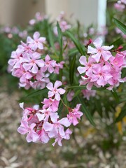 pink and white flowers