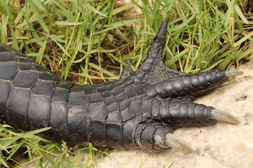 Alligator Paw