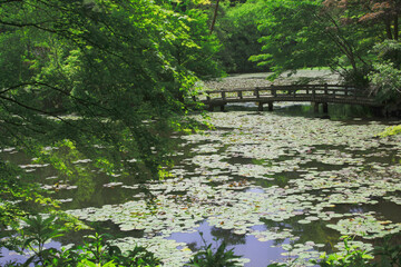 兵庫県・神戸市立森林植物園の長谷池午後の風景