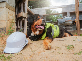 Handsome Bearnaise dog on a construction site wearing high visibility vest, hard hat on the ground....