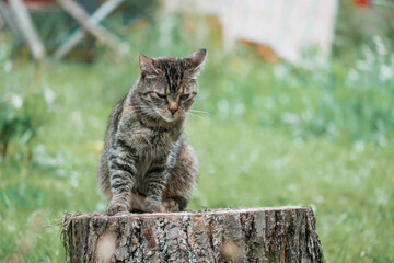 Cute tabby cat sitting on a tree stump, green country side background. The animal model is very...