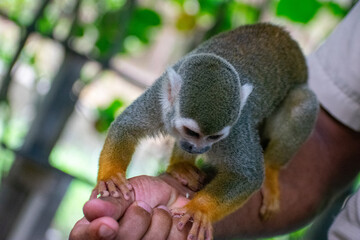 Tropical Wildlife Park with Animals