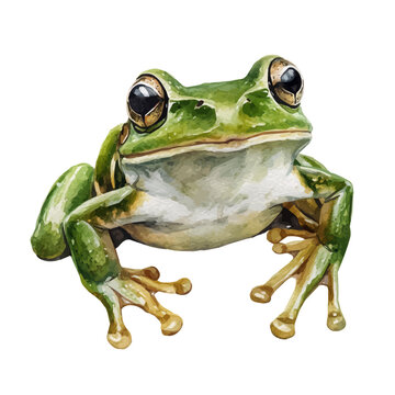 Frog Close Up, watercolor vector, isolated on a white background.