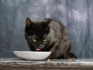 Black slim cat eating food from white plate sitting on a black marble surface, grey color cloth...