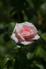 pink rose in garden