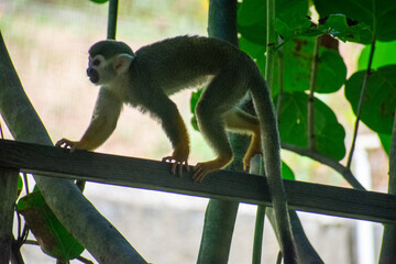 Tropical Wildlife Park with Animals