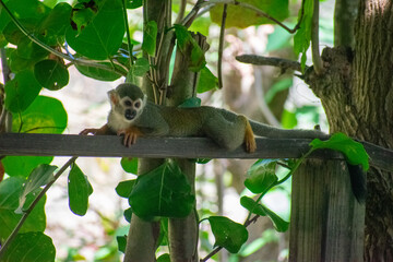 Obraz premium wildlife, animals, tropical, park, marine, dolphin, capybara, rodent, mammal, parrot, bird, nature, outdoors, exotic, Caribbean, Puerto Plata, Dominican Republic, ocean, water, zoo, sanctuary, aquatic