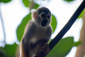 wildlife, animals, tropical, park, marine, dolphin, capybara, rodent, mammal, parrot, bird, nature, outdoors, exotic, Caribbean, Puerto Plata, Dominican Republic, ocean, water, zoo, sanctuary, aquatic