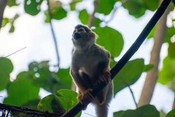 wildlife, animals, tropical, park, marine, dolphin, capybara, rodent, mammal, parrot, bird, nature, outdoors, exotic, Caribbean, Puerto Plata, Dominican Republic, ocean, water, zoo, sanctuary, aquatic