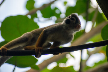 Obraz premium wildlife, animals, tropical, park, marine, dolphin, capybara, rodent, mammal, parrot, bird, nature, outdoors, exotic, Caribbean, Puerto Plata, Dominican Republic, ocean, water, zoo, sanctuary, aquatic