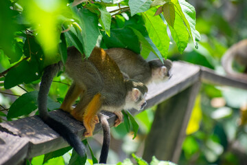 Obraz premium wildlife, animals, tropical, park, marine, dolphin, capybara, rodent, mammal, parrot, bird, nature, outdoors, exotic, Caribbean, Puerto Plata, Dominican Republic, ocean, water, zoo, sanctuary, aquatic