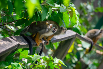wildlife, animals, tropical, park, marine, dolphin, capybara, rodent, mammal, parrot, bird, nature, outdoors, exotic, Caribbean, Puerto Plata, Dominican Republic, ocean, water, zoo, sanctuary, aquatic