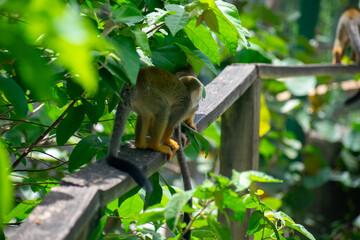 wildlife, animals, tropical, park, marine, dolphin, capybara, rodent, mammal, parrot, bird, nature, outdoors, exotic, Caribbean, Puerto Plata, Dominican Republic, ocean, water, zoo, sanctuary, aquatic