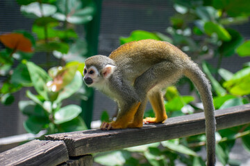 wildlife, animals, tropical, park, marine, dolphin, capybara, rodent, mammal, parrot, bird, nature, outdoors, exotic, Caribbean, Puerto Plata, Dominican Republic, ocean, water, zoo, sanctuary, aquatic