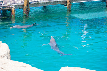 wildlife, animals, tropical, park, marine, dolphin, capybara, rodent, mammal, parrot, bird, nature,...