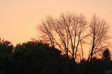 trees in the sunset