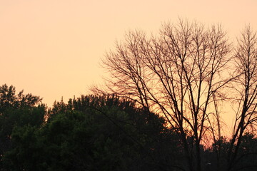 trees in the sunset