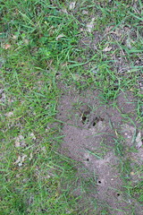 anthill close up 