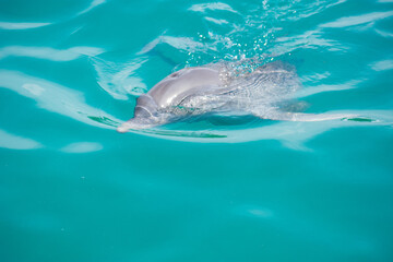 Obraz premium wildlife, animals, tropical, park, marine, dolphin, capybara, rodent, mammal, parrot, bird, nature, outdoors, exotic, Caribbean, Puerto Plata, Dominican Republic, ocean, water, zoo, sanctuary, aquatic