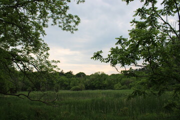 trees in the park