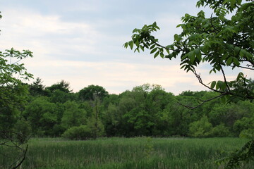 landscape with trees