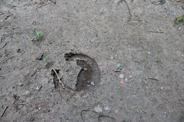 horse shoe print