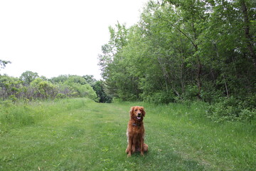 dog in the grass