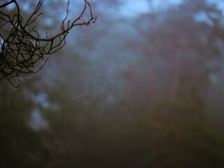 macro view on spider net on the branch with glowing background, shoot on slide film