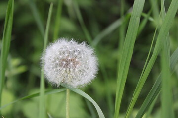 dandelion in the grass