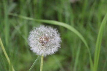 dandelion on green background