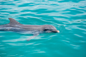 Fototapeta premium Tropical Wildlife Park with Animals 