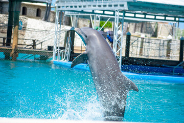 Tropical Wildlife Park with Animals 