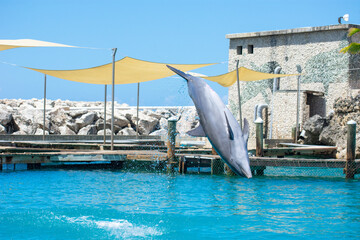 Tropical Wildlife Park with Animals 