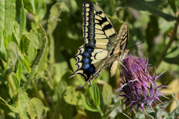 Swallowtail butterfly on purple thistle flower