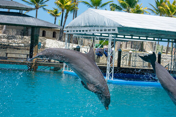 Tropical Wildlife Park with Animals 