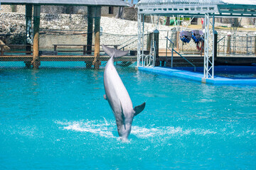 Tropical Wildlife Park with Animals 