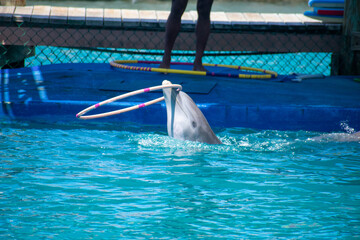Tropical Wildlife Park with Animals
