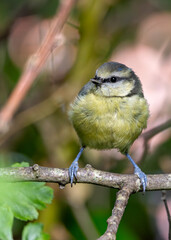 Blue Tit (Cyanistes caeruleus), common across Europe, spotted in Phoenix Park, Dublin.