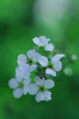 早春に咲く可憐なシジミ花の花