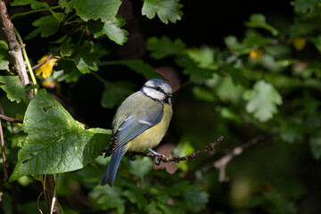 Blue Tit (Cyanistes caeruleus), common across Europe, spotted in Phoenix Park, Dublin.