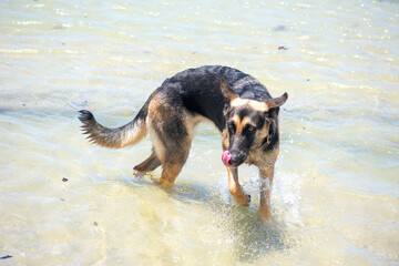 Tropical Wildlife Park with Animals