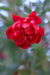 赤いツバキの花