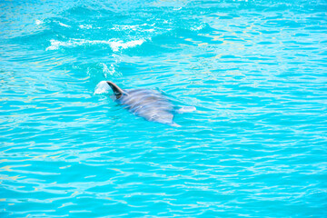 Tropical Wildlife Park with Animals
