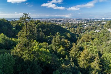 A scenic view of Oakland, California, USA, showcasing a dense redwood forest of Leona Heights Park...