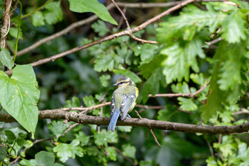 Blue Tit (Cyanistes caeruleus), common across Europe, spotted in Phoenix Park, Dublin.