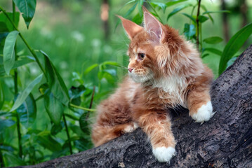 A big red maine coon kitten sitting on a tree in a forest in summer.