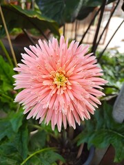 Bright pink flower with delicate petals and a detailed center, thriving among green foliage,...