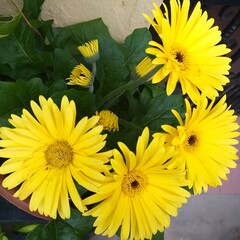 Yellow daisies fully bloom amidst lush green leaves, a lively display of color and nature.